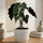 Alocasia Polly Ø:12 H:40 cm Finestgreen 