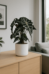 Alocasia Polly - Pfeilblatt