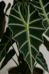 Alocasia Polly Ø:17 H:45 cm Finestgreen 
