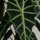 Alocasia Polly Ø:17 H:45 cm Finestgreen 