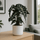 Alocasia Polly Ø:17 H:45 cm Finestgreen 
