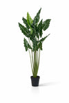 Alocasia Taro künstlich, H: 160cm