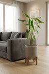 Alocasia Zebrina - Elefantenohr