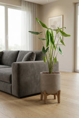 Alocasia zebrina kaufen — Elefantenohr mit charakteristischen Zebra-Stielen, 100 cm