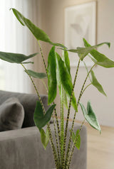 Alocasia zebrina Zimmerpflanze — tropische Pflanze mit gestreiften schwarz-weißen Stielen