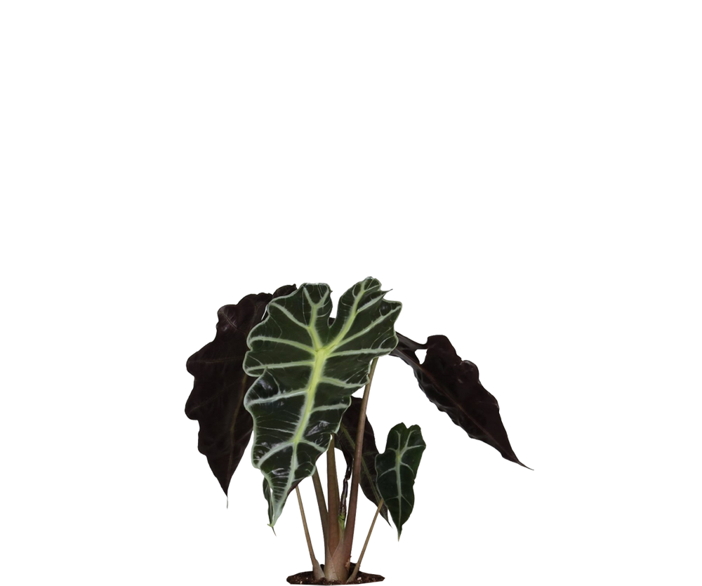 Alocasia Polly - Pfeilblatt