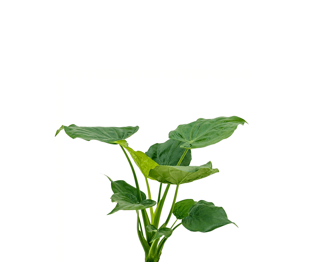 Alocasia Cucullata - Kupfer-Pfeilblatt