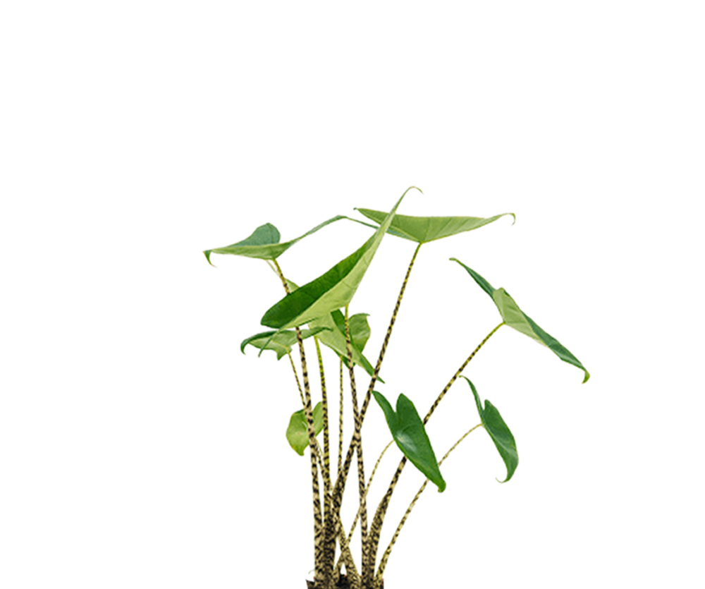 Alocasia Zebrina - Elefantenohr