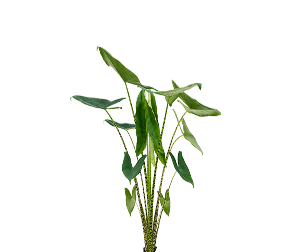 Alocasia Zebrina - Elefantenohr
