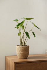 Alocasia zebrina Ø:17 H:70 cm Finestgreen 