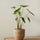 Alocasia zebrina Ø:17 H:70 cm Finestgreen 