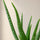 Aloe Vera Blattdetail — fleischige Blätter der medizinischen Wüstenpflanze