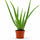 Aloe Vera als Zimmerpflanze — robuste Sukkulente für sonnige Fensterbänke