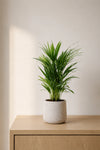 Areca - Goldfruchtpalme