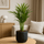 Areca - Goldfruchtpalme Finestgreen 