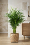 Areca - Goldfruchtpalme