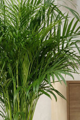 Areca - Goldfruchtpalme Ø:27 H:160 cm Finestgreen 
