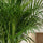 Areca - Goldfruchtpalme Ø:27 H:160 cm Finestgreen 