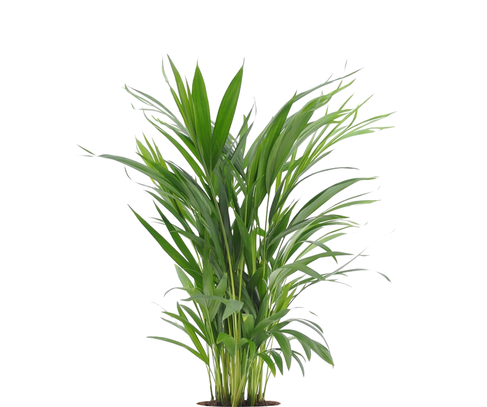 Areca - Goldfruchtpalme