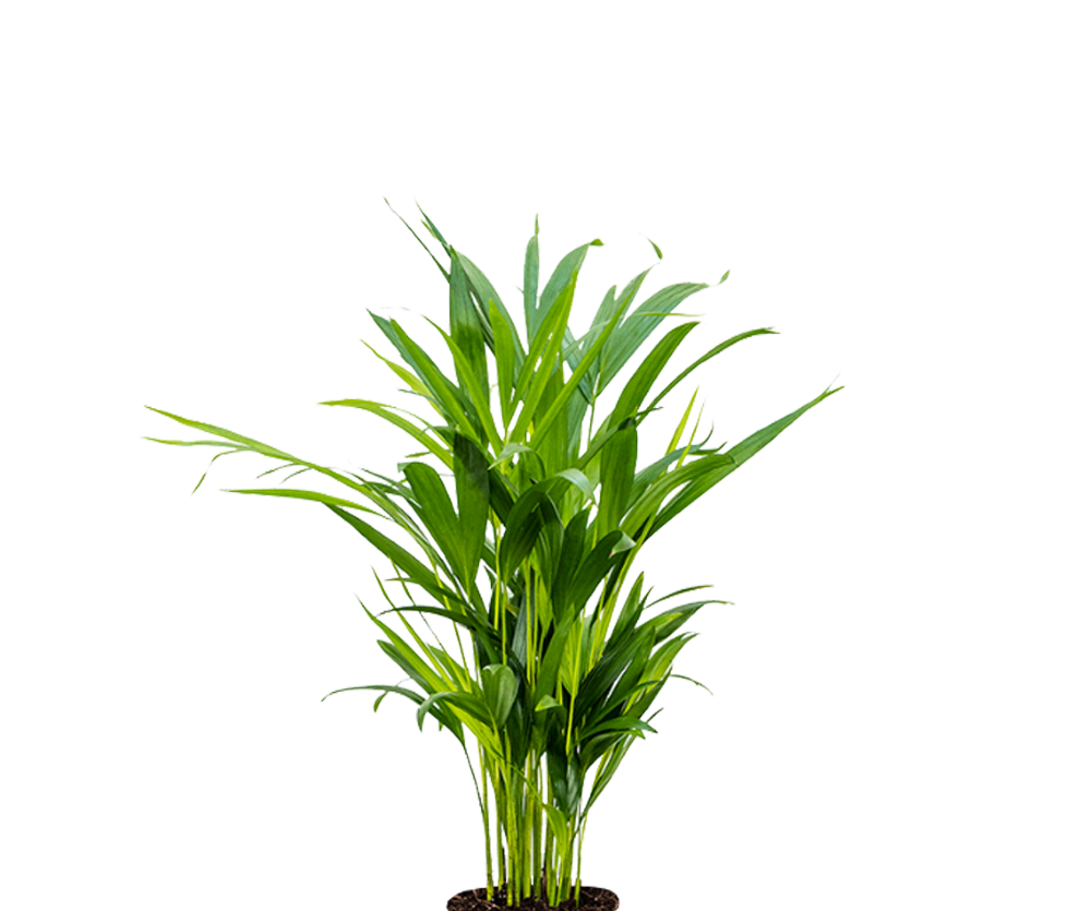 Areca - Goldfruchtpalme