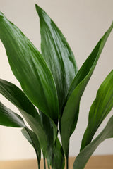 Aspidistra Elatior Blattdetail — breite dunkelgrüne Blätter der Eisenpflanze