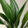 Aspidistra Elatior Blattdetail — breite dunkelgrüne Blätter der Eisenpflanze