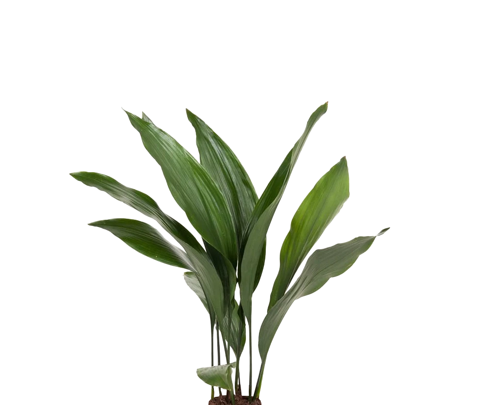 Schusterpalme - Aspidistra Elatior