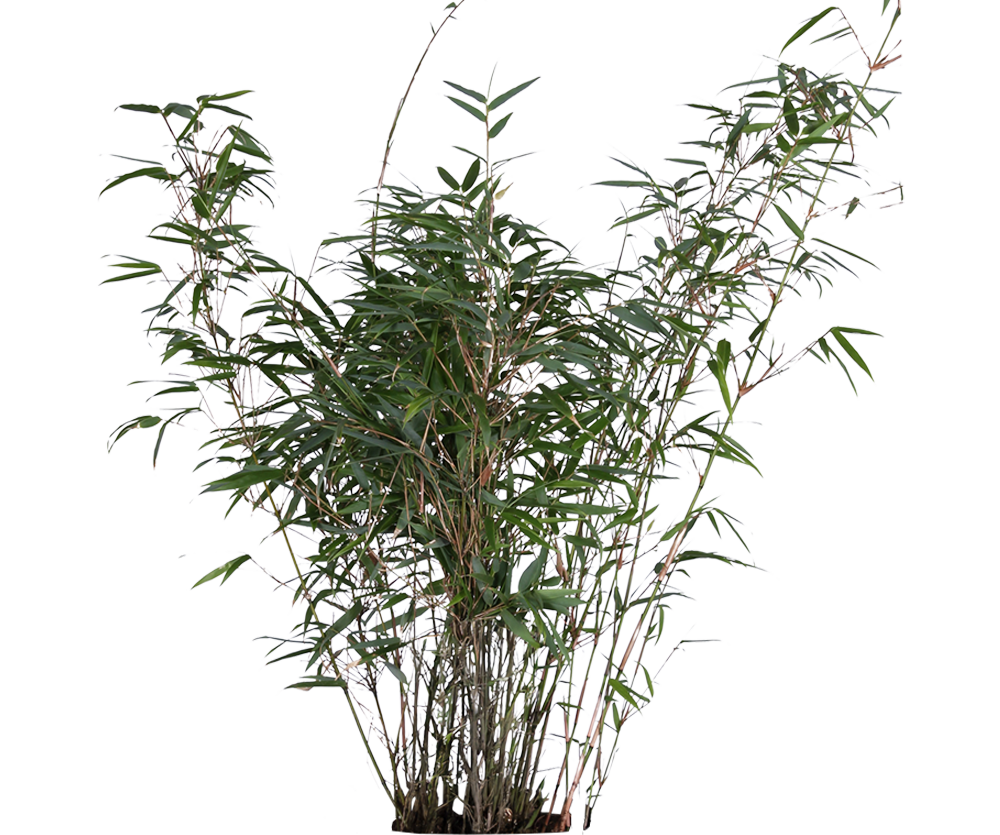Bambus - Fargesia Rufa