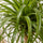 Beaucarnea Recurvata – Elefantenfuß Ø:27 H:120 cm Finestgreen 