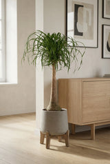 Beaucarnea Recurvata – Elefantenfuß Ø:27 H:120 cm Finestgreen 