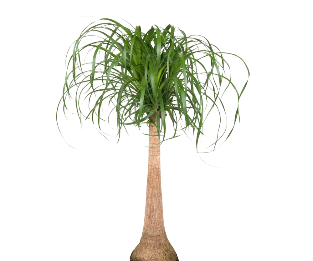 Elefantenfuß - Beaucarnea Recurvata