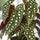 Begonia Maculata Ø:12 H:20 cm Finestgreen 