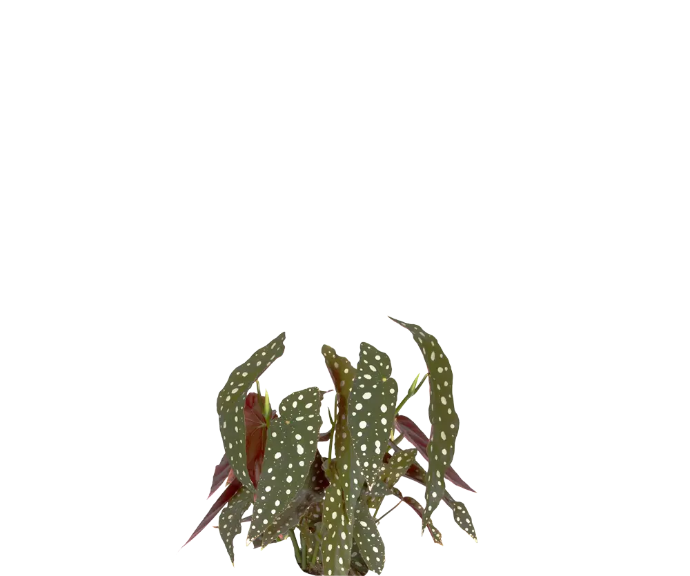 Forellenbegonie - Begonia Maculata