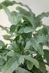 Close-up of Blue Star Phlebodium aureum plant with vibrant green fronds by Hillplant, showcasing its unique leaf structure.