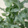 Close-up of Blue Star Phlebodium aureum plant with vibrant green fronds by Hillplant, showcasing its unique leaf structure.