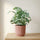 Blue Star Phlebodium aureum plant by Hillplant, featuring vibrant green fronds and a healthy, lush appearance.