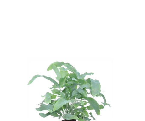 Goldtüpfelfarn - Phlebodium Aureum Blue Star
