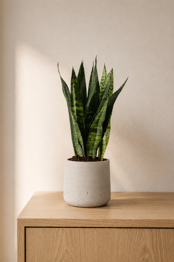 Bogenhanf - Sansevieria Black Coral
