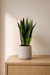 Bogenhanf Sansevieria Black Coral kaufen — Zimmerpflanze mit dunkelgrünen Blättern