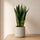 Bogenhanf Sansevieria Black Coral kaufen — Zimmerpflanze mit dunkelgrünen Blättern