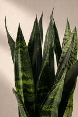 Sansevieria Black Coral Blattdetail — charakteristische dunkle Streifenmuster