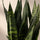 Sansevieria Black Coral Blattdetail — charakteristische dunkle Streifenmuster