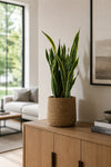 Bogenhanf - Sansevieria Laurentii - Schwiegermutterzunge