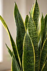 Sansevieria laurentii Blattdetail — aufrechte Blätter mit charakteristischem gelbem Rand