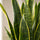 Sansevieria laurentii Blattdetail — aufrechte Blätter mit charakteristischem gelbem Rand