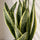 Sansevieria laurentii Blattdetail — aufrechte Blätter mit charakteristischem gelbem Rand