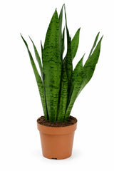 Bogenhanf - Sansevieria Zeylanica