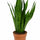 Bogenhanf - Sansevieria Zeylanica