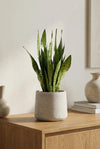 Bogenhanf - Sansevieria Zeylanica