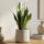Bogenhanf plant, Sansevieria zeylanica, with tall, green leaves showcasing its unique striped pattern.